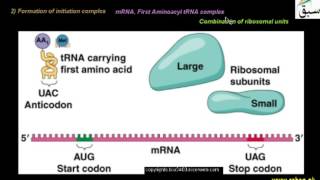Advance Translation,Protein Synthesis