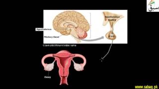Menstrual Cycle