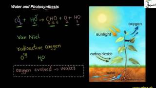 Water and Photosynthesis
