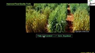 Agricultural plants With Improved Traits