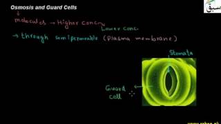 Opening and Closing of Stomata