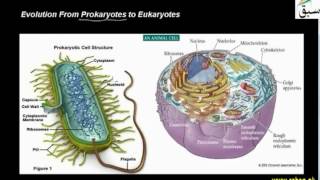 Evolution From Prokaryotes to Eukaryotes