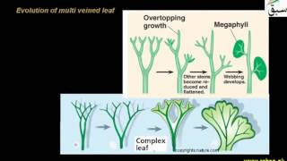 Evolution of Leaf