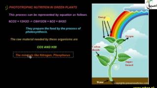 Phototropic Nutrition
