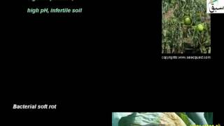 Bacterial Diseases in Plants