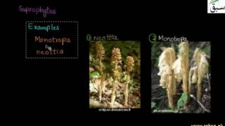 Parasitic and Saprophytic Nutrition