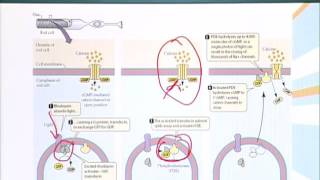 BIO201_Topic107