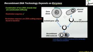 Recombinant DNA Technology Depends on Enzymes