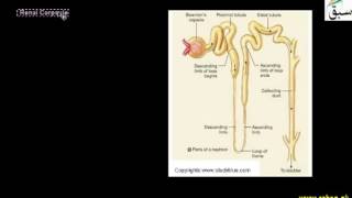Structure of Nephron