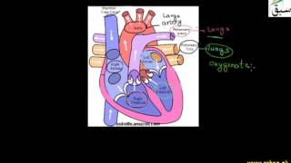 General Plan of Human Blood Circulatory System