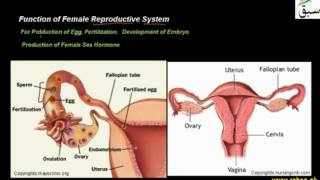 Functions of Female Reproductive System