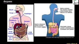 Enzymes