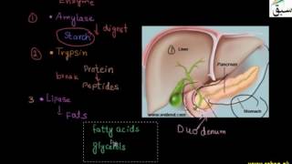 Enzymes