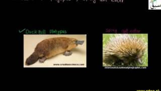 Egg laying and Pouched Mammals
