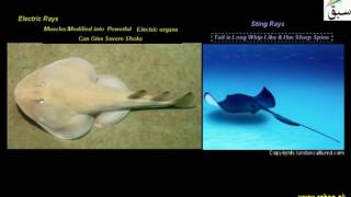 Class Chondrichthyes