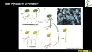 Role of Nucleus in Development