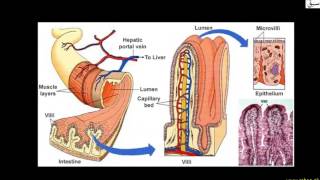 Stomatal Transpiration