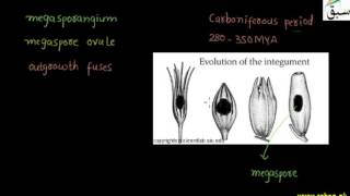 Evolution of Seed Habit