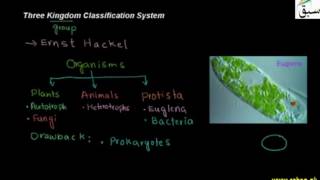 Three Kingdom Classification System