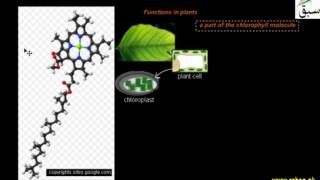 Minerals Requirement, Magnesium
