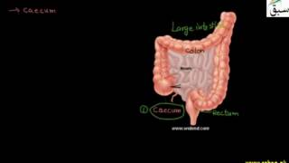 Large intestine