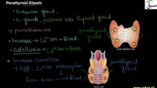Parathyroid Glands