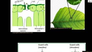 Structure of Stomata