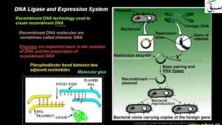 DNA Ligase and Expression System