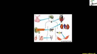 Important Endocrine Glands