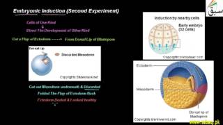 Embryonic Induction (Second Experiment)