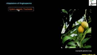 Spermopsida as Successful Group of Land Plants