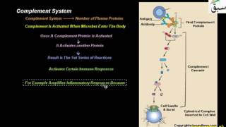Complement System
