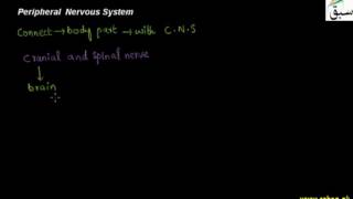 Periphral  Nervous System
