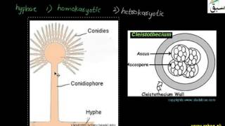 Ascomycota