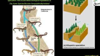 Alloptric Speciation