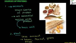 Sources of Protein
