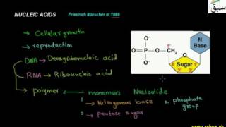 Nucleic Acids