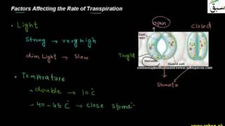Factors Affecting the Rate of Transpiration