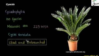 Cycads
