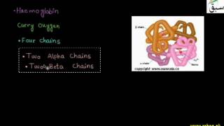 Structure of Protein