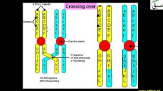 Crossing Over