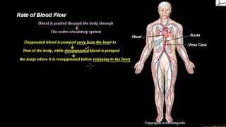 Rate of Blood Flow