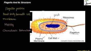 Flagella and Its Structure