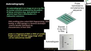 Autoradiography
