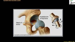 Synovial Joint