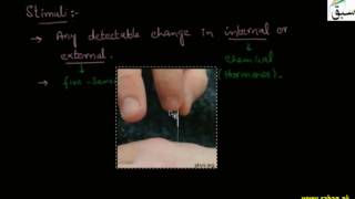 Coordinated Action, Stimuli, Receptors