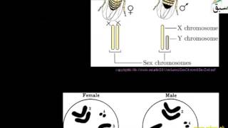 Sex Determination, Chromosome in Drosophila
