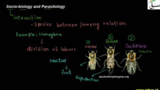 Socio-biology and Parasitology