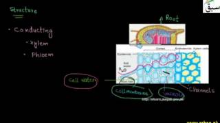 Water and Ion Uptake