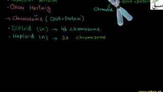 Phases of Meiosis